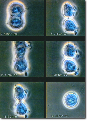 Cell division shown on the Ergonom microscope