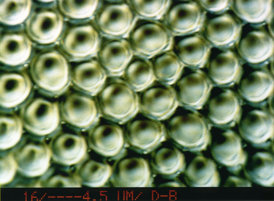 Diatom Triceratium favus (2020x)